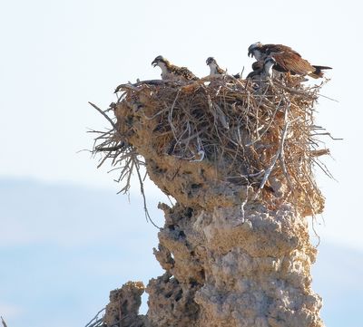 Osprey Family