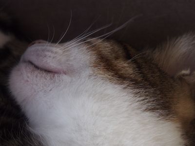 sleeping