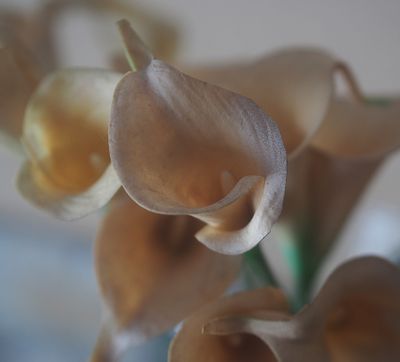 FLOWERS :INTIMATE PORTRAITS