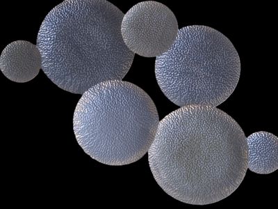 P1010016 - Cpia.JPG