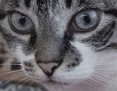 closeup