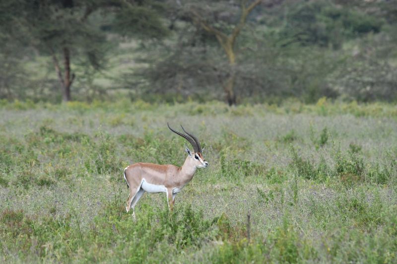 Lake Nakuru PB-100_01.JPG