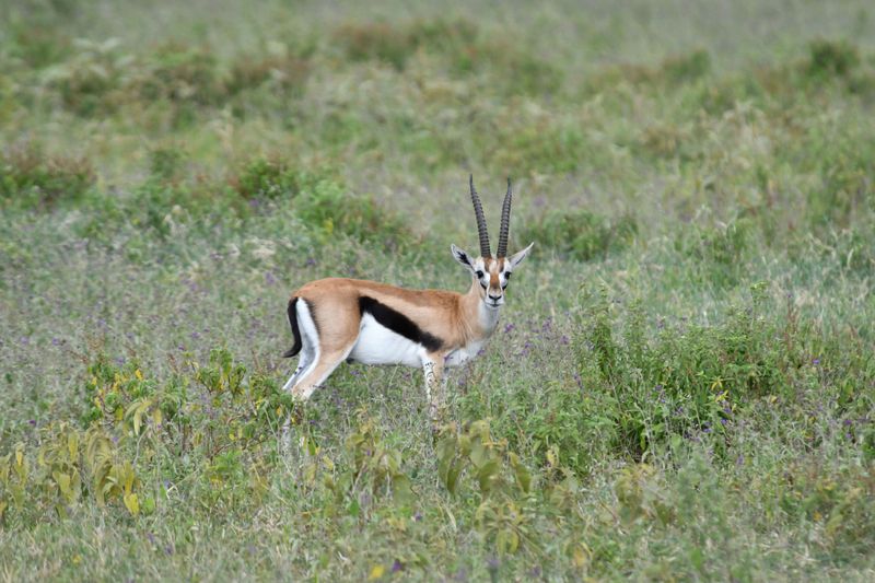 Lake Nakuru PB-101_01.JPG
