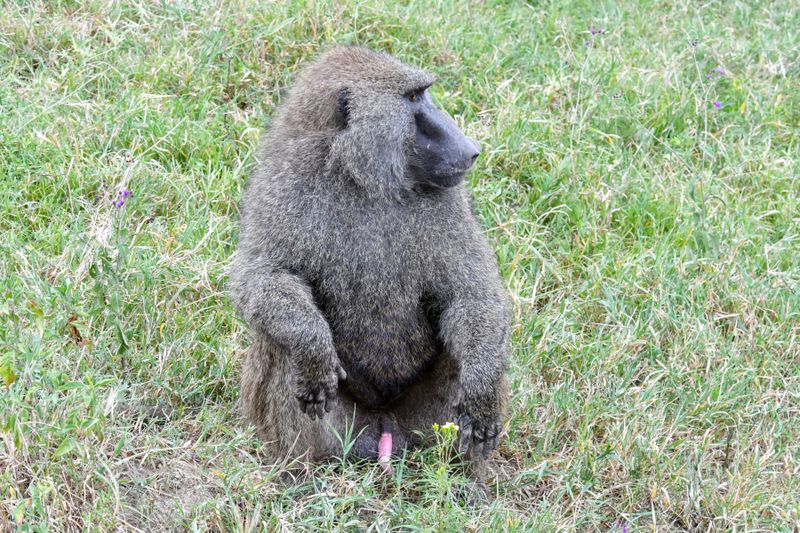 Lake Nakuru PB-105_01.JPG