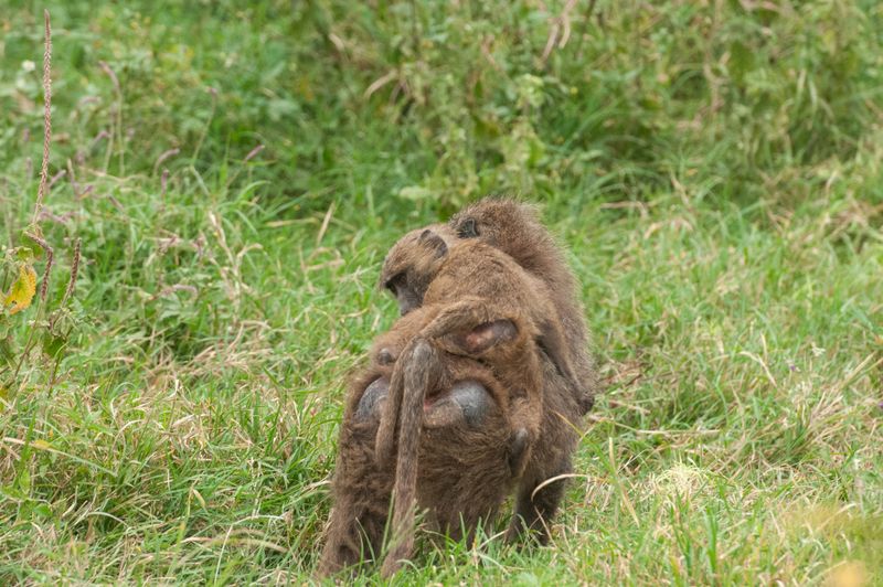 Lake Nakuru PB-108_01.JPG