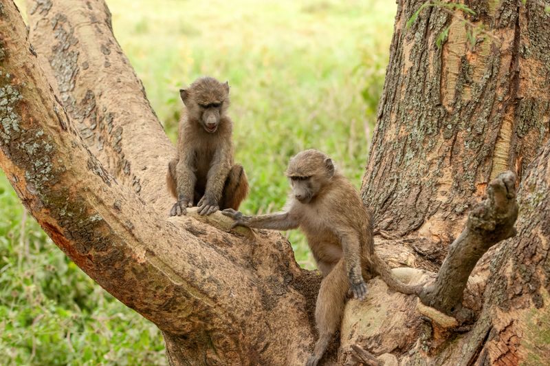Lake Nakuru PB-123-studio_01.JPG