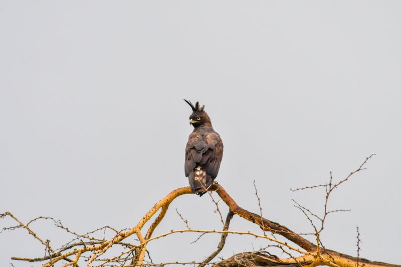 Lake Nakuru PB-126-studio_01.JPG