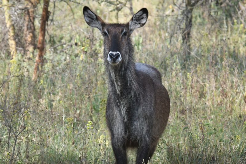 Lake Nakuru PB-27-studio_01.JPG