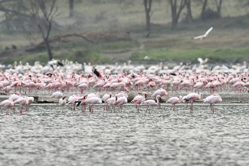 Lake Nakuru PB-50-studio_01.JPG