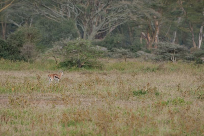 Lake Nakuru PB-77_01.JPG