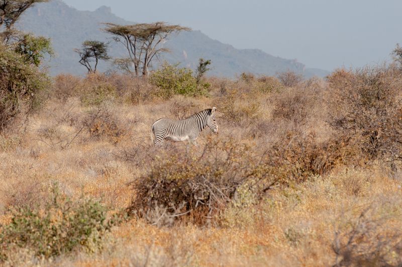 Shaba Buffalo Springs-106.jpg