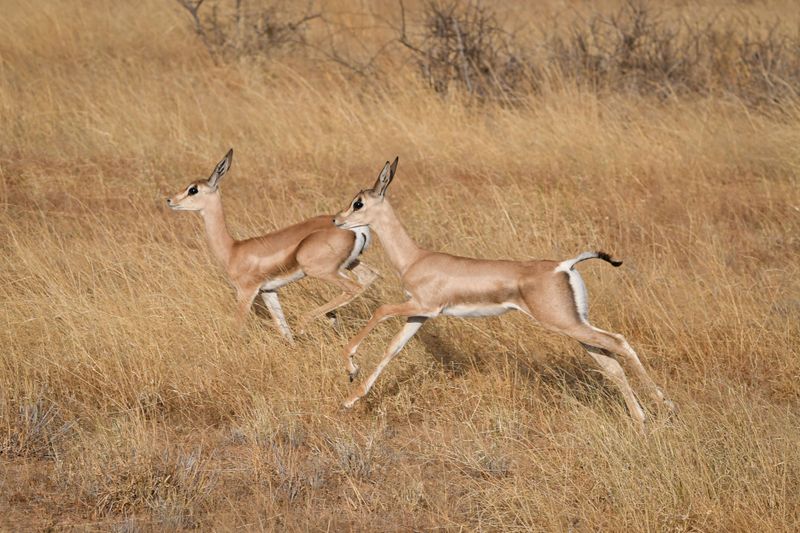 Shaba Buffalo Springs-32.jpg