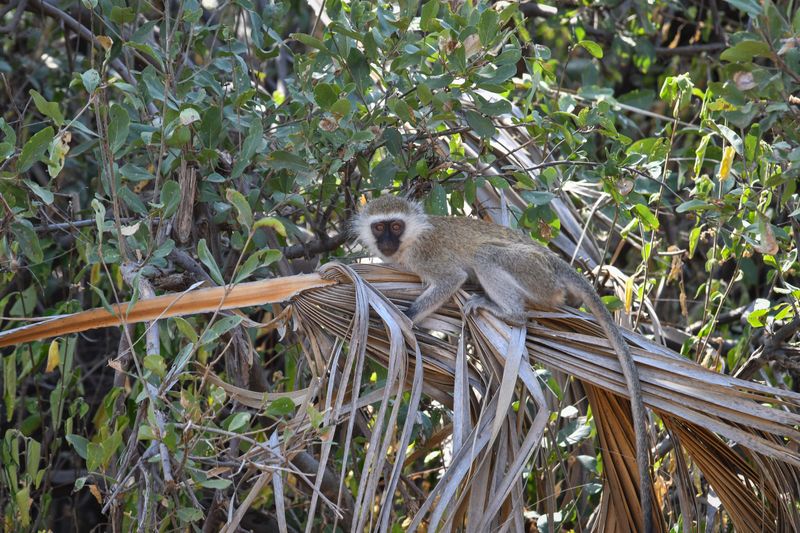 Shaba Buffalo Springs-73.jpg