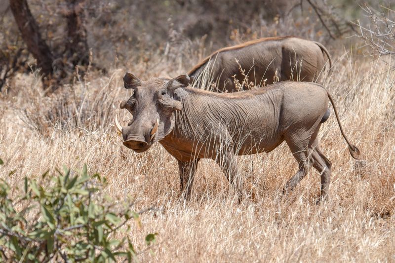 Shaba Buffalo Springs-78.jpg