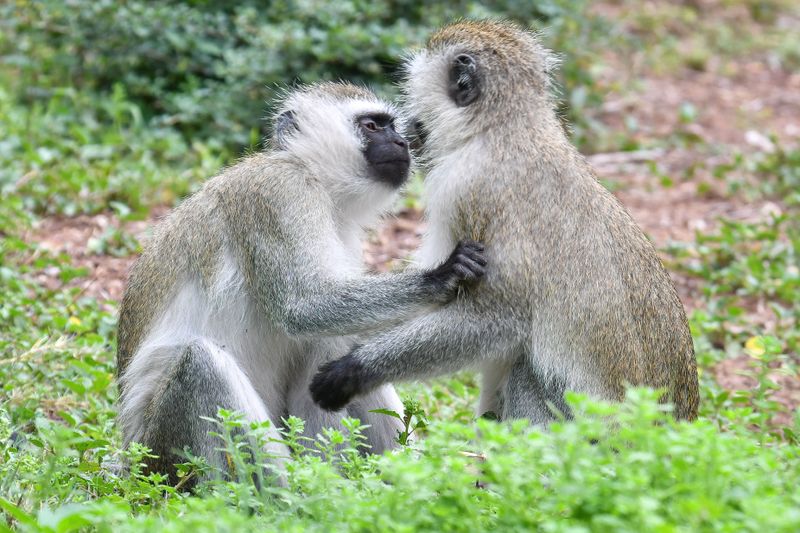 Amboseli-102-studio.jpg
