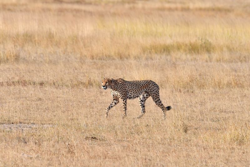 Amboseli-111-studio.jpg