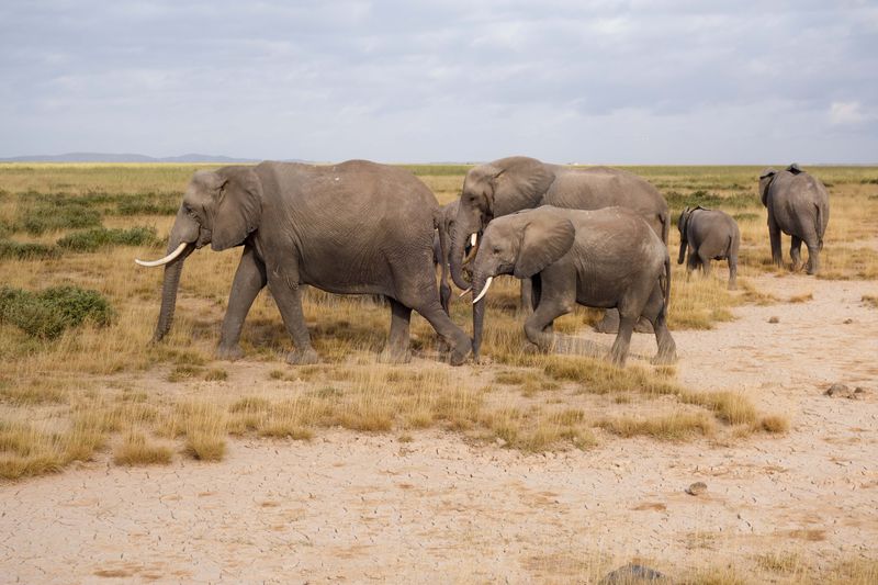 Amboseli-48.jpg