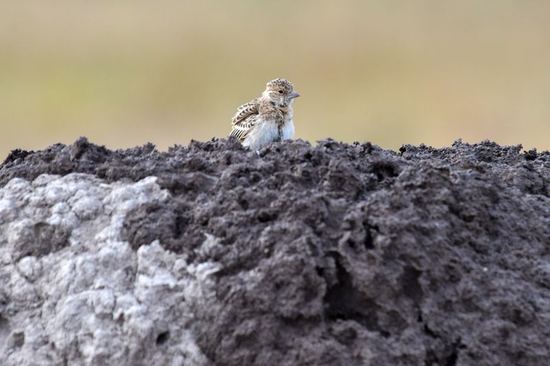 Amboseli-59.jpg