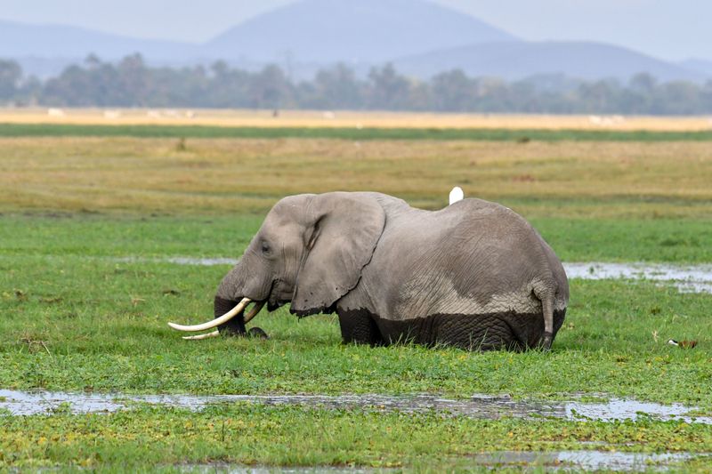 Amboseli-62.jpg