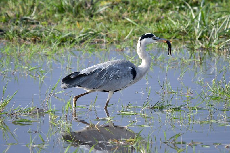Amboseli-78.jpg