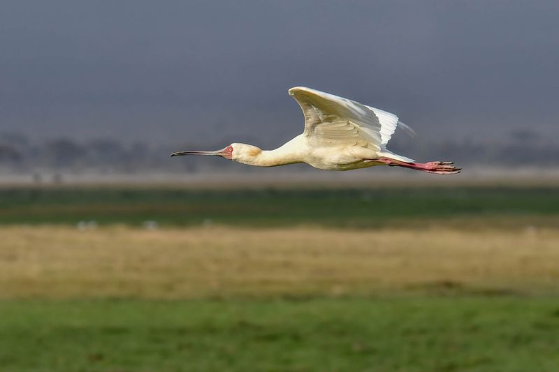 Amboseli-80-studio.jpg