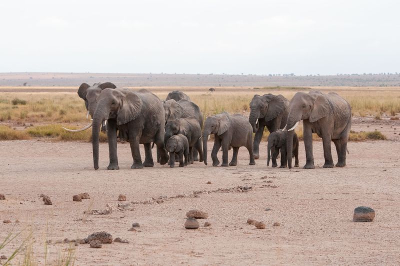 Amboseli-84.jpg