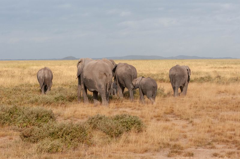 Amboseli-85.jpg
