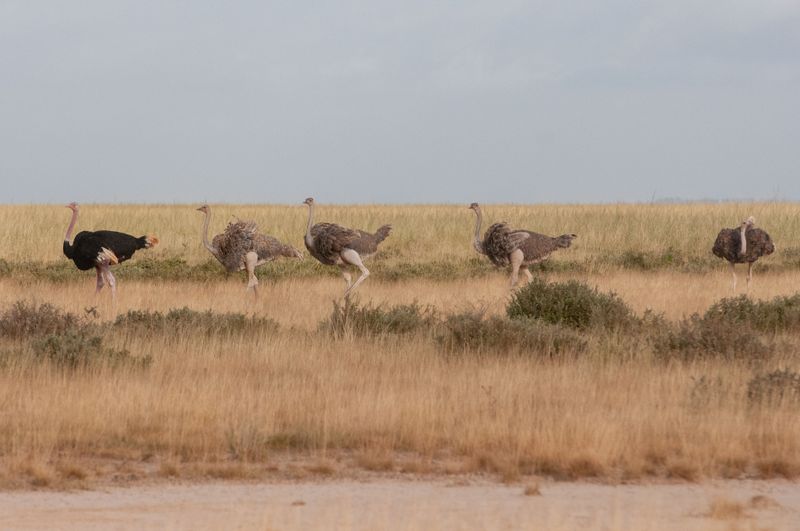 Amboseli-86.jpg