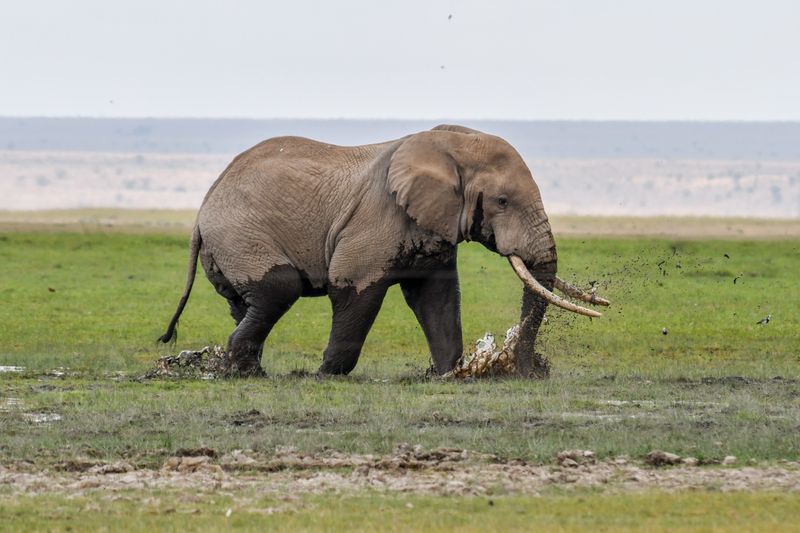 Amboseli-92.jpg