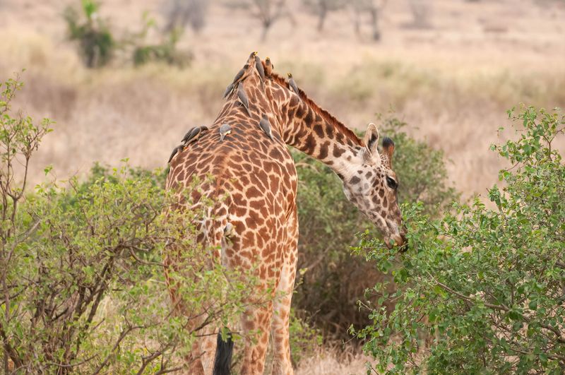 Serengeti -12-studio.jpg