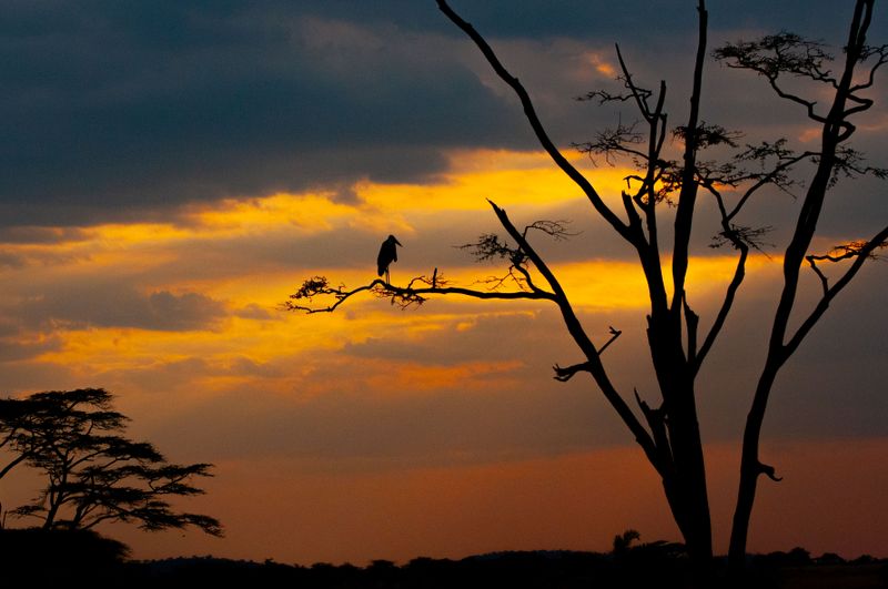 Serengeti -14.jpg