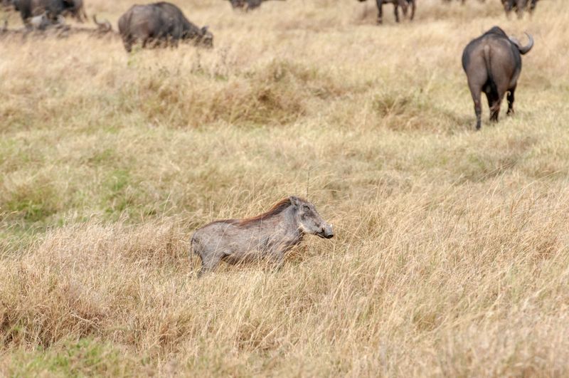 Serengeti -30.jpg