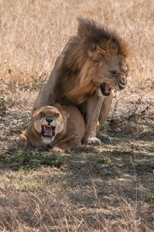 Serengeti -62-studio.jpg