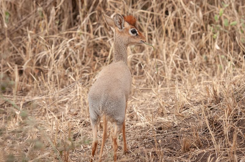 Serengeti -7.jpg