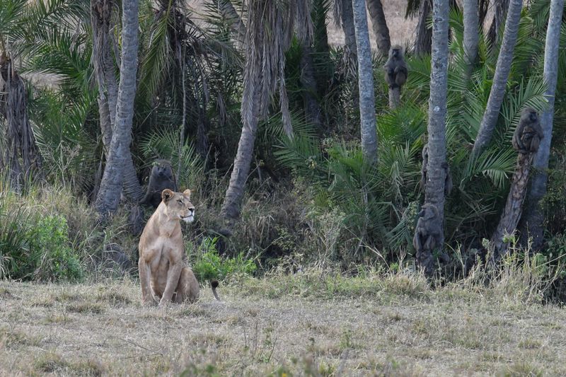 Serengeti -74.jpg