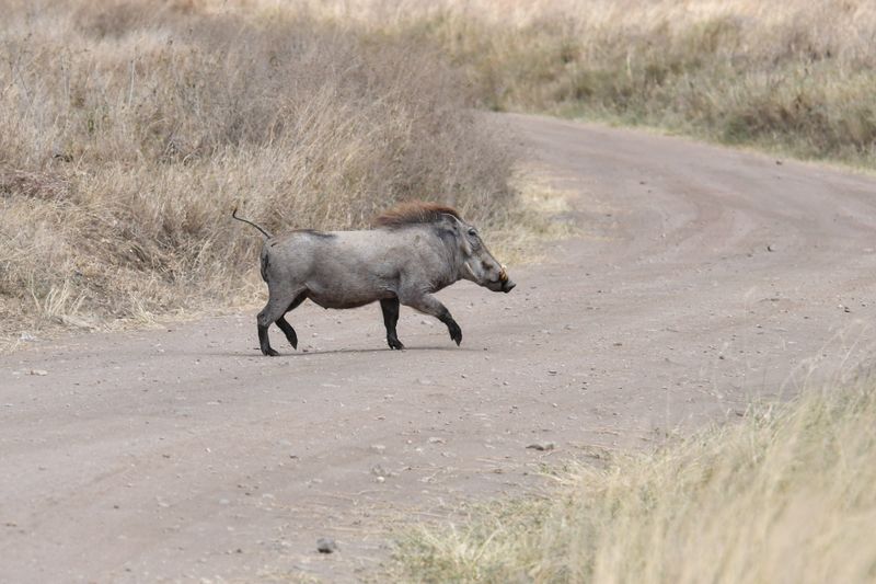 Serengeti -86.jpg