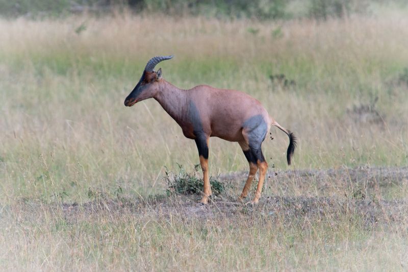 Masai Mara-10.jpg