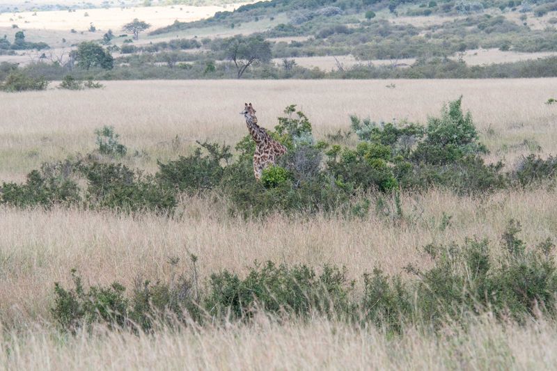 Masai Mara-13.jpg