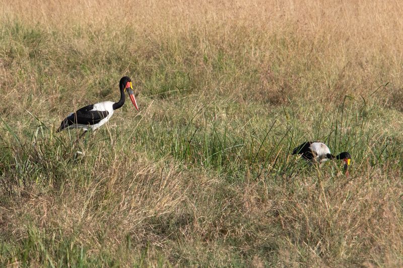 Masai Mara-17.jpg