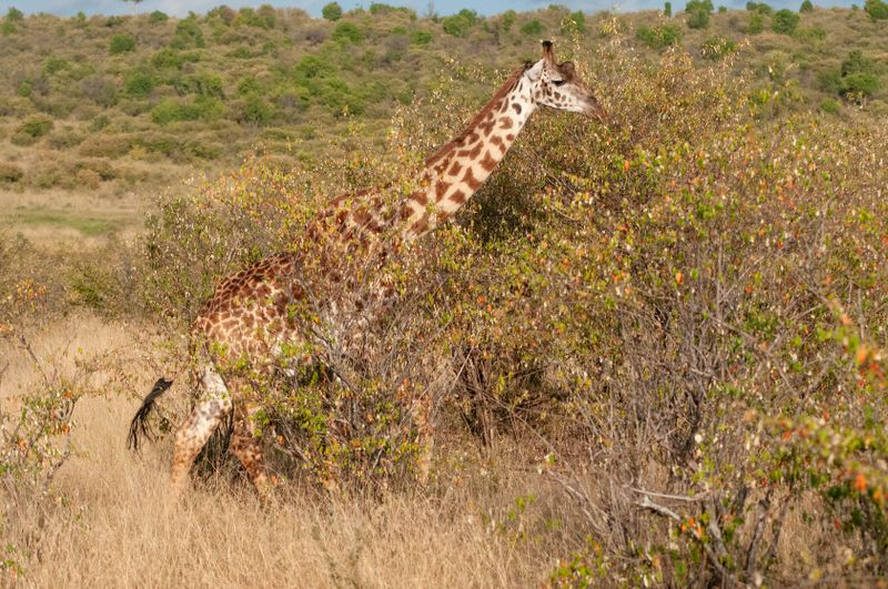 Masai Mara-23.jpg