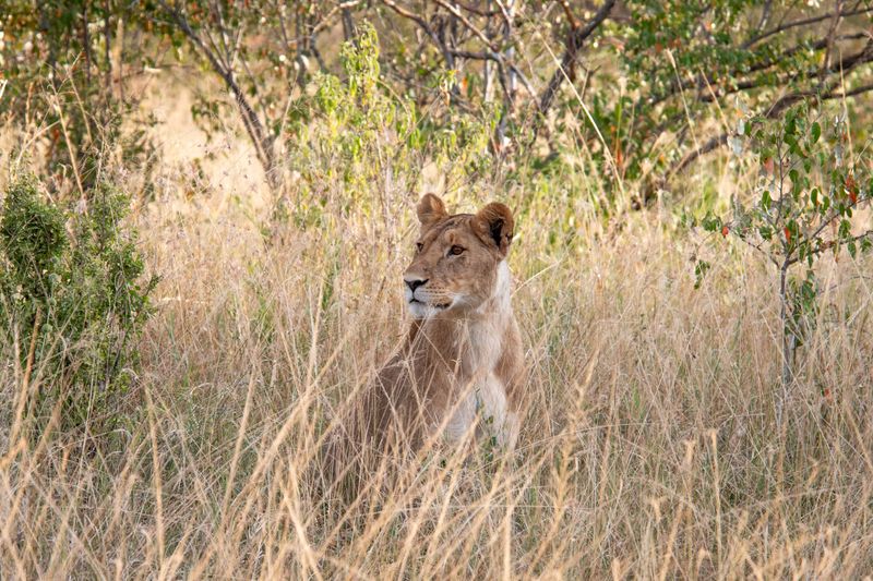 Masai Mara-25.jpg