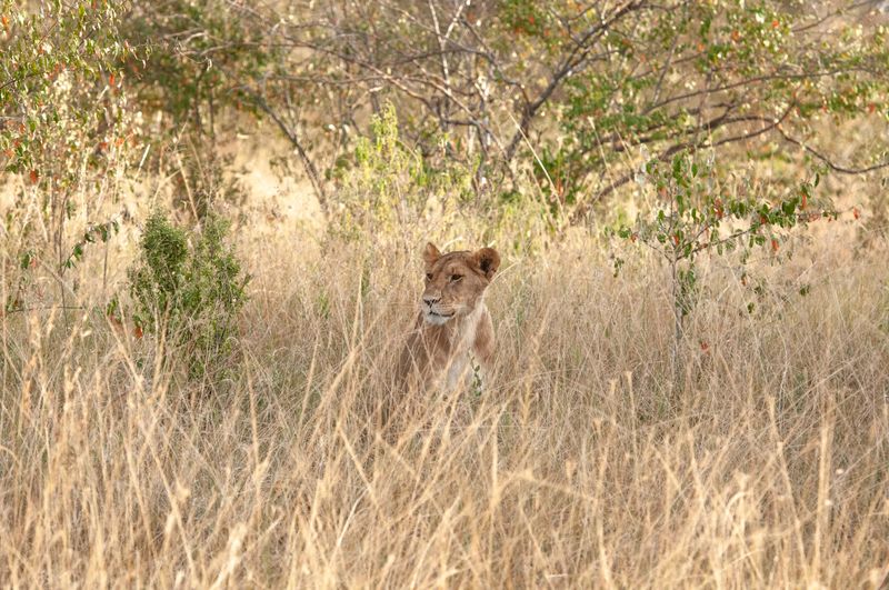 Masai Mara-26.jpg