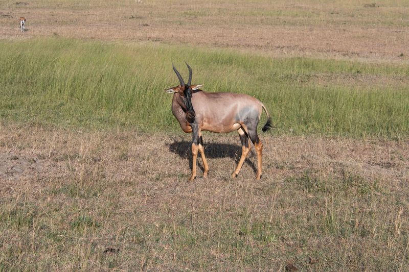 Masai Mara-30.jpg