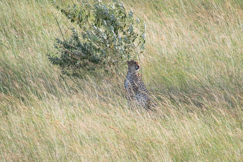 Masai Mara-31.jpg