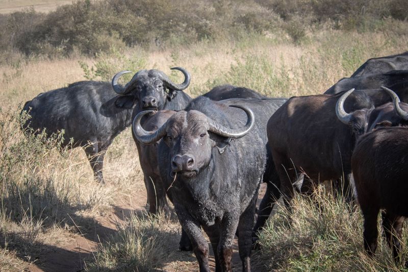 Masai Mara-32.jpg