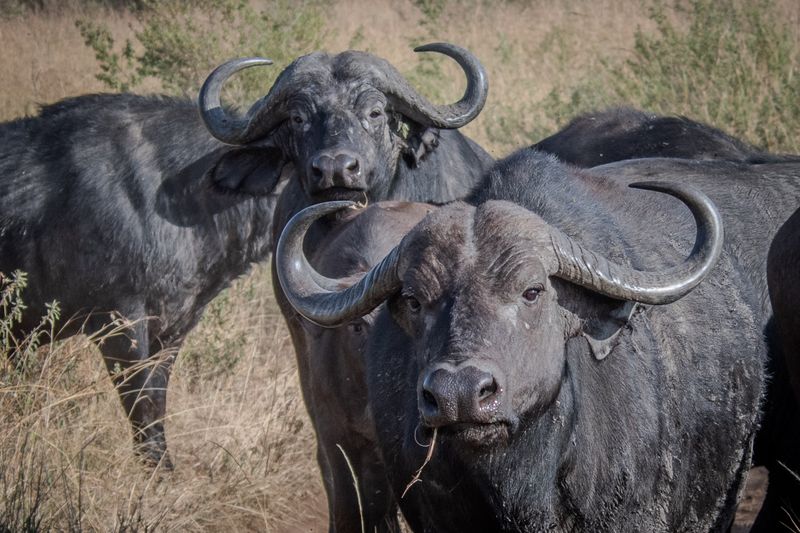 Masai Mara-33.jpg