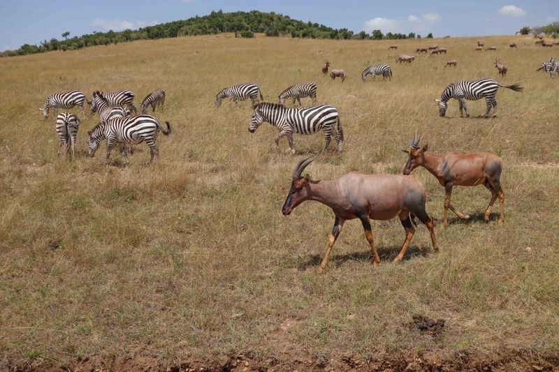Masai Mara-40.jpg