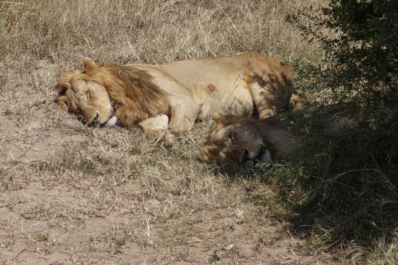 Masai Mara-44.jpg