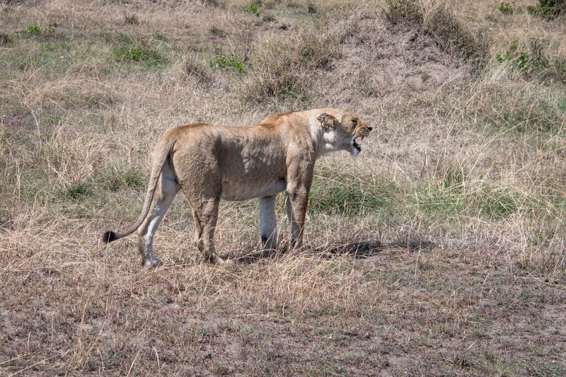 Masai Mara-46.jpg