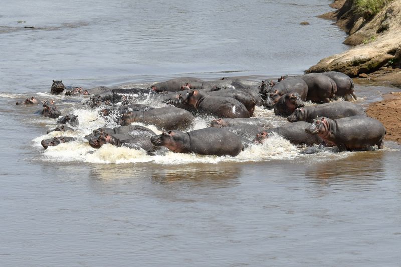 Masai Mara-59.jpg